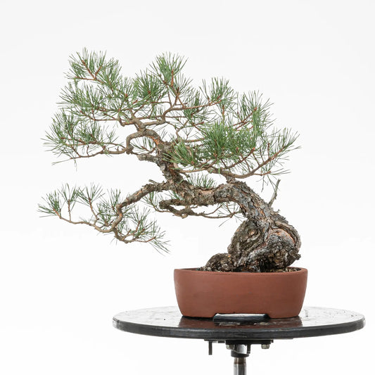 Bonsai yamadori prediseñado de pinus sylvestris en estilo moyogi y tamaño chuhin