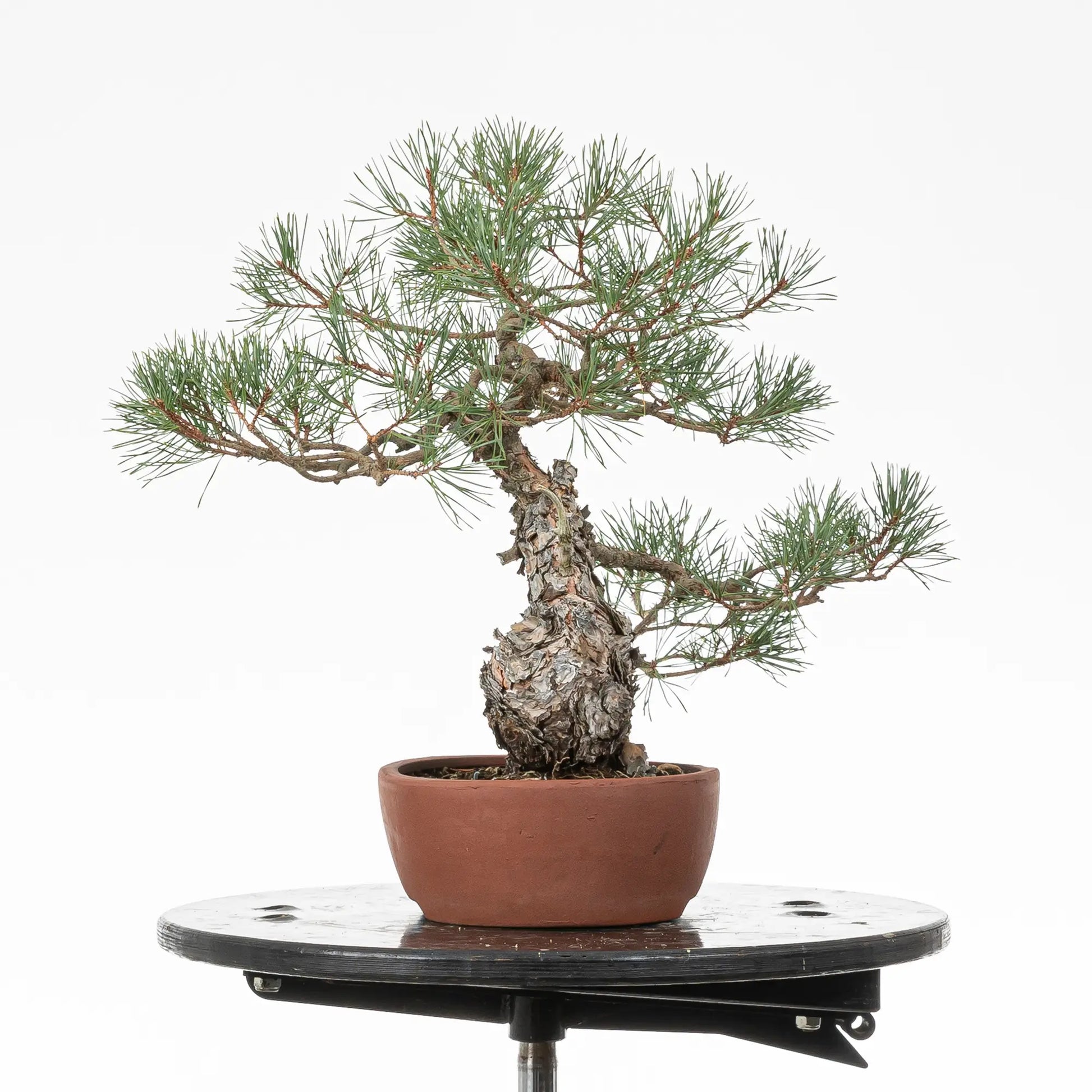 Cara derecha de bonsai yamadori de pino silvestre