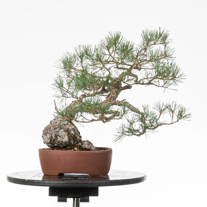 Cara trasera de bonsai yamadori de pino silvestre