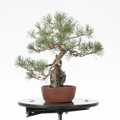 Cara izquierda de bonsai yamadori de pino silvestre