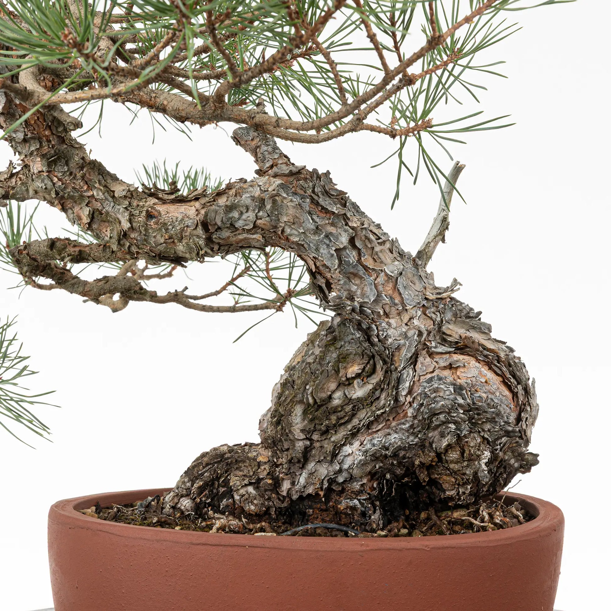 Detalle de base de tronco de bonsai yamadori de pino silvestre