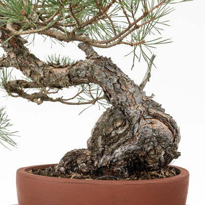 Detalle de base de tronco de bonsai yamadori de pino silvestre