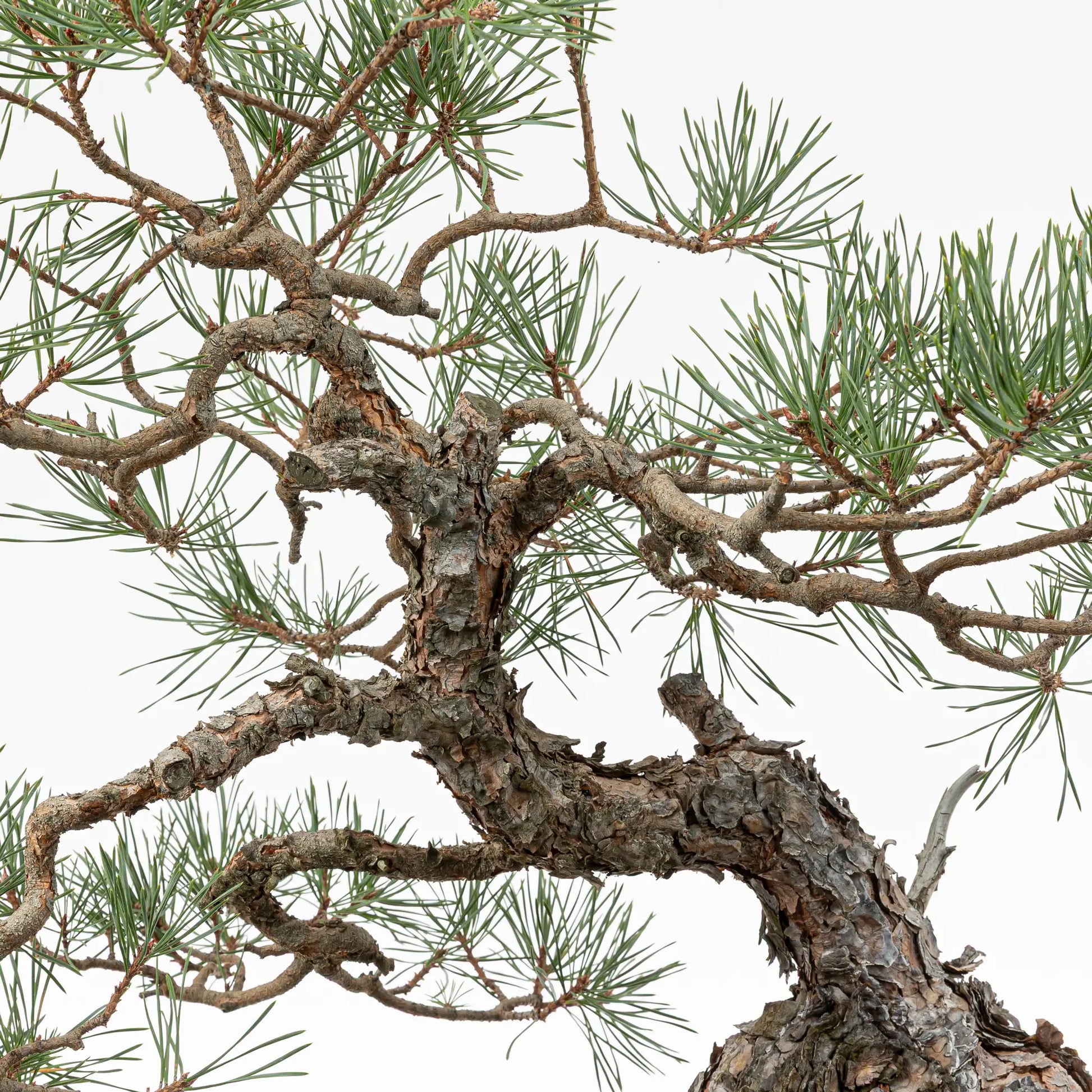 Detalle de tronco y nacimiento de las ramas de un pino silvestre bonsai