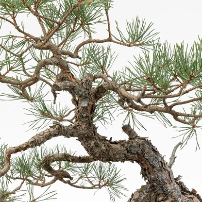 Detalle de tronco y nacimiento de las ramas de un pino silvestre bonsai