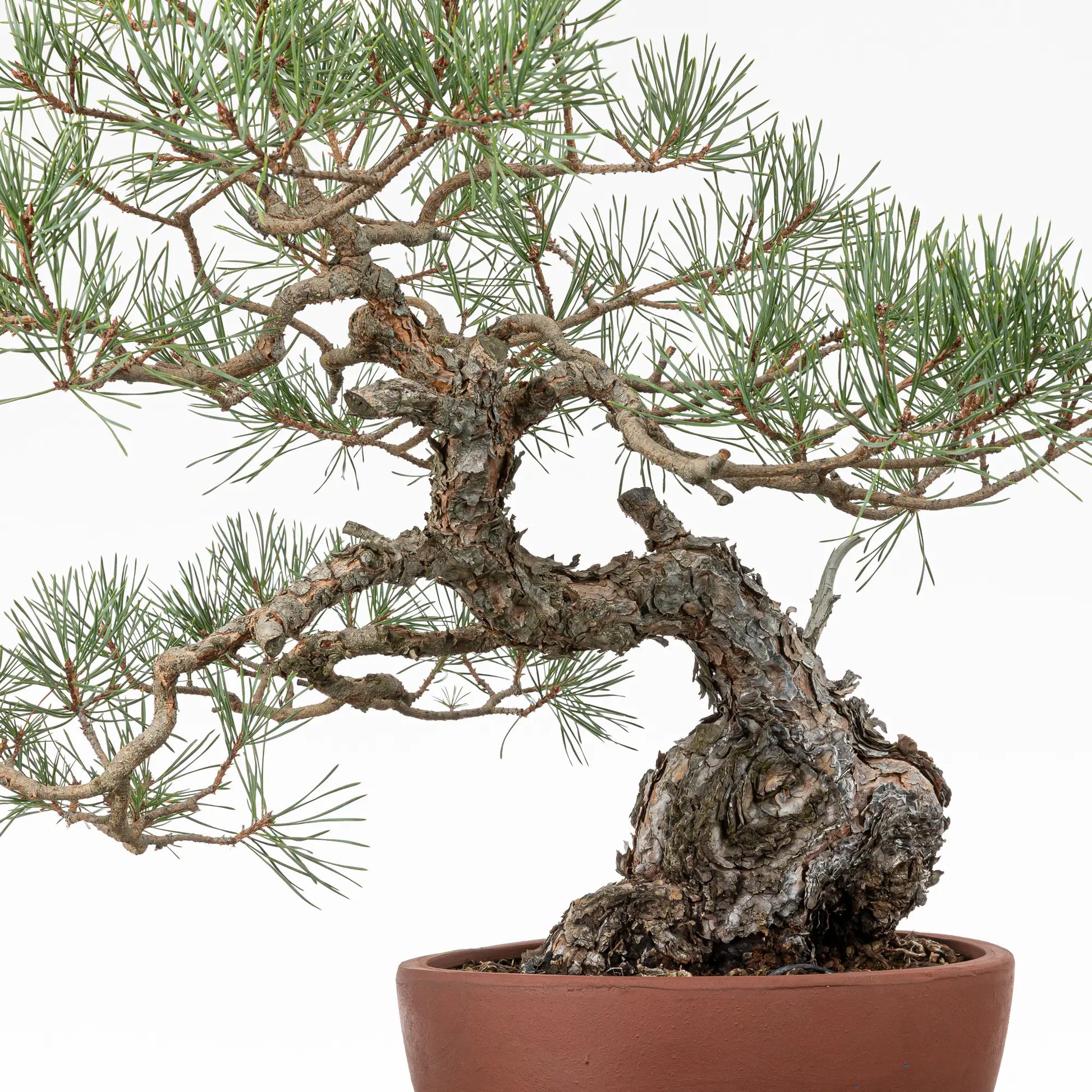 Detalle de tronco con curvas y ramas prediseñadas de bonsai yamadori de pinus sylvestris