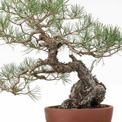 Detalle de tronco con curvas y ramas prediseñadas de bonsai yamadori de pinus sylvestris