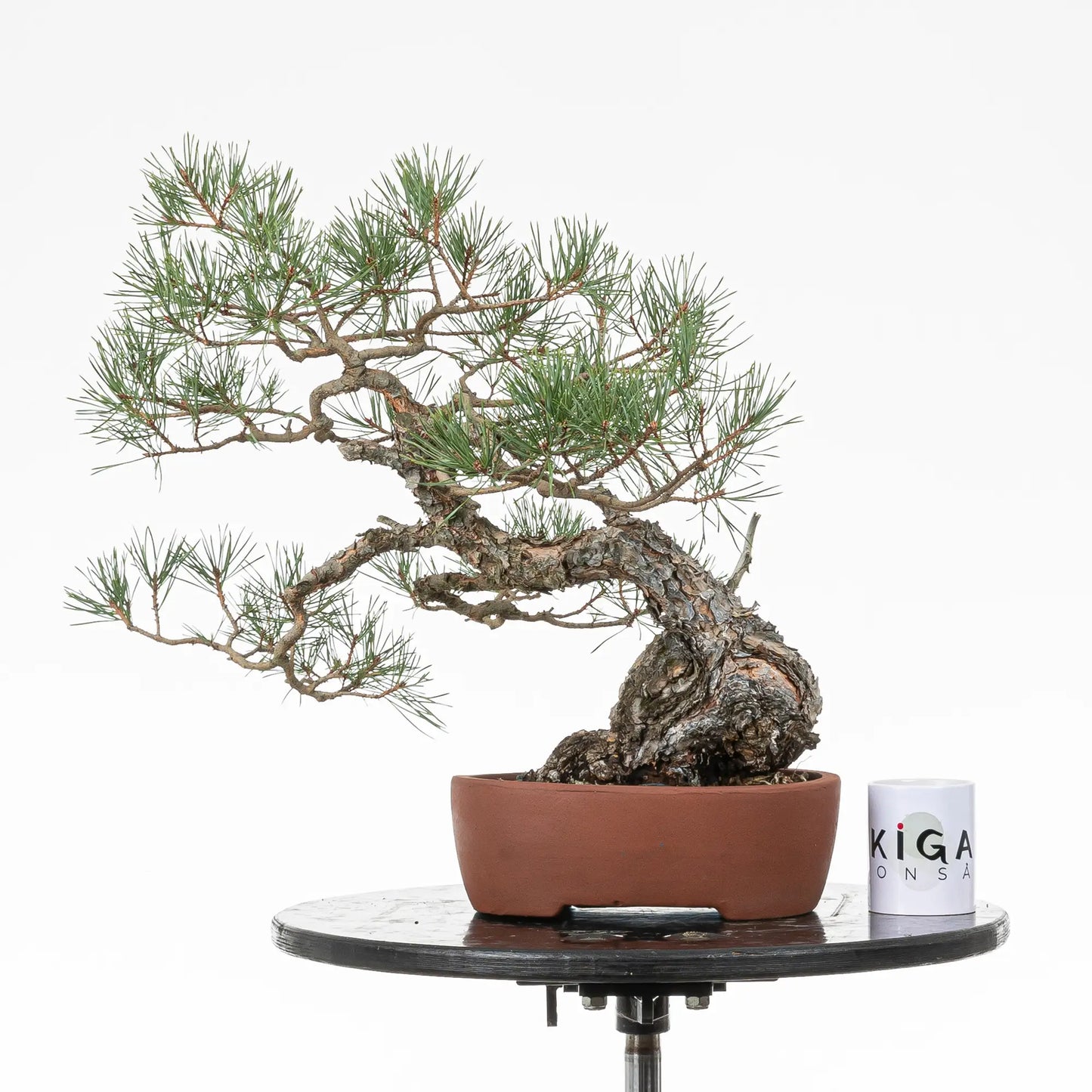 Comparativa de tamaño de bonsai yamadori de pino silvestre con una taza de café de la tienda de ikigai bonsai.