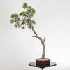 PINUS SYLVESTRIS