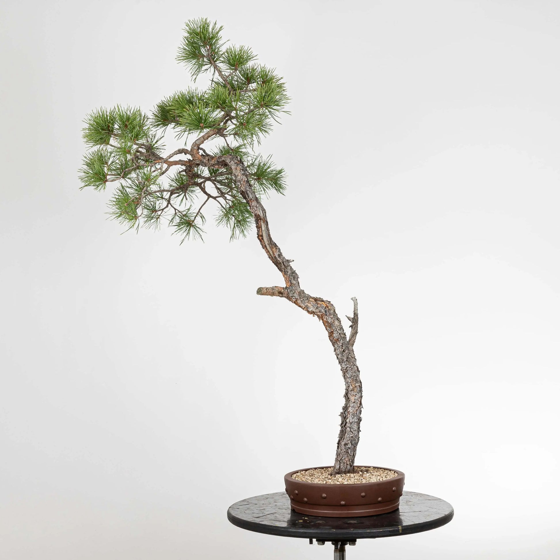 Frente de bonsai de pino silvestre de origen yamadori estilo bunjin.