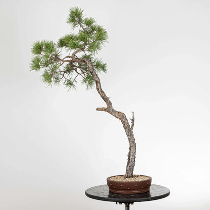 Frente de bonsai de pino silvestre de origen yamadori estilo bunjin.
