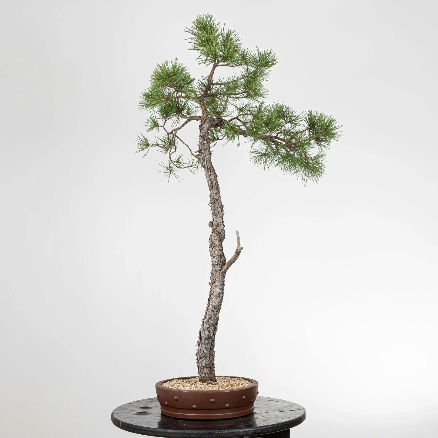 lado derecho de bonsai de pino silvestre con maceta yinxin de origen chino
