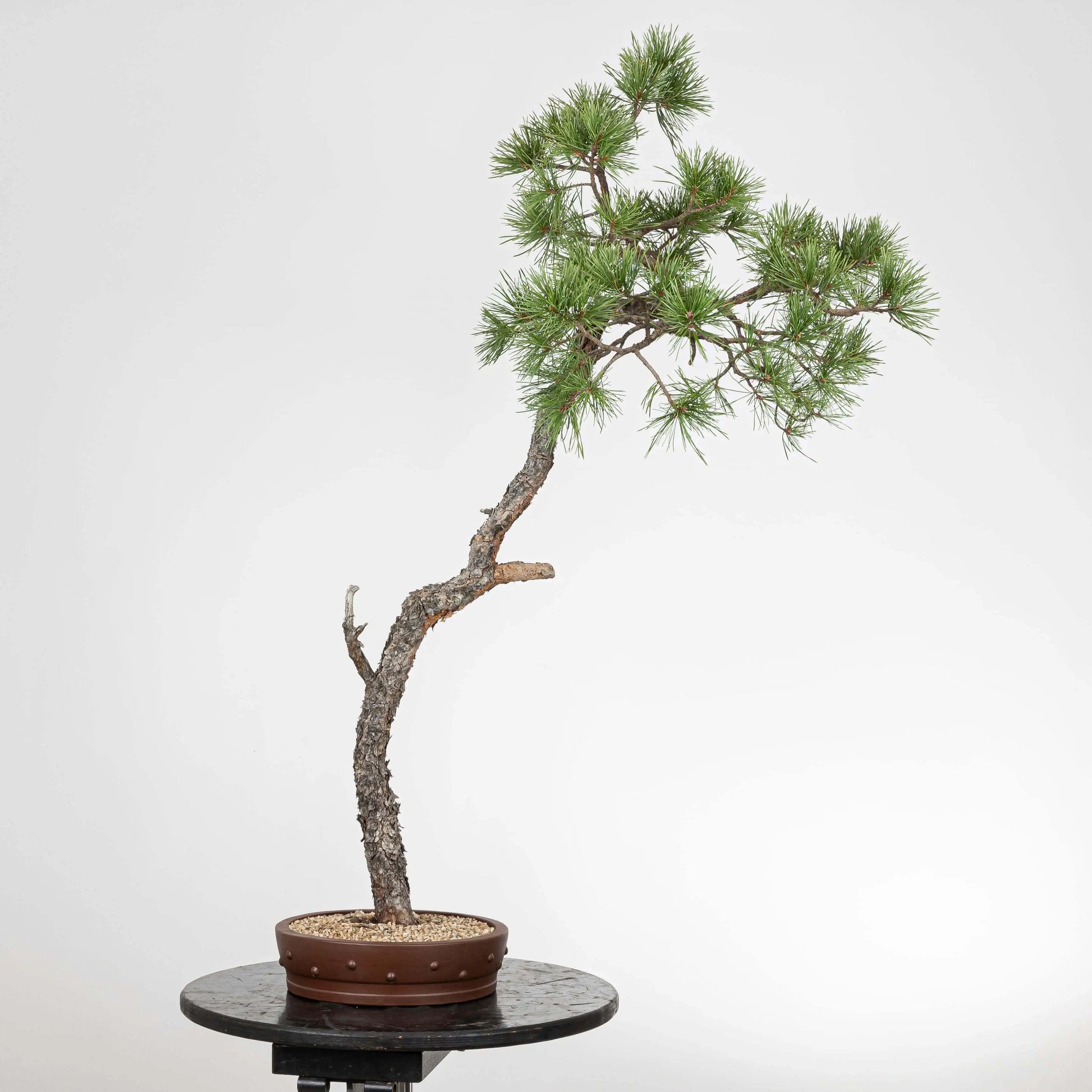 Cara trasera de bunjin de pino silvestre de origen yamadori con maceta de estilo tambor y con tachuelas.