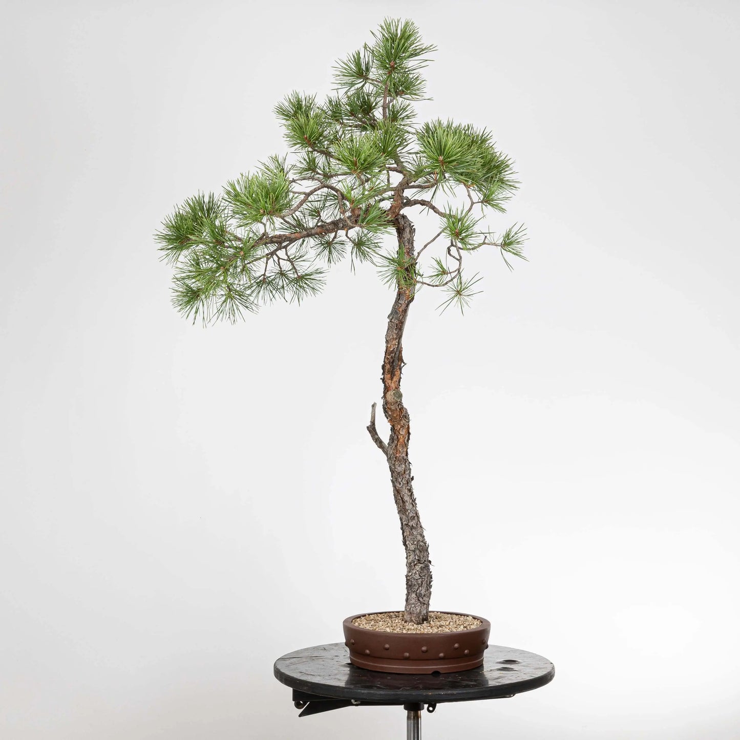 lado izquierdo de bonsai de origen yamadori.