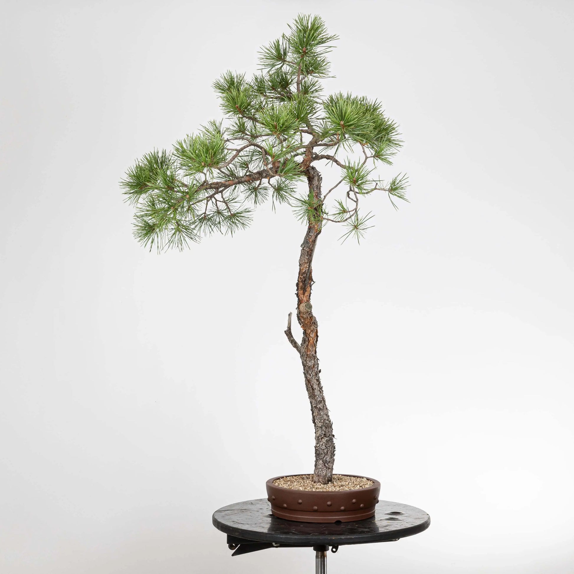 lado izquierdo de bonsai de origen yamadori.