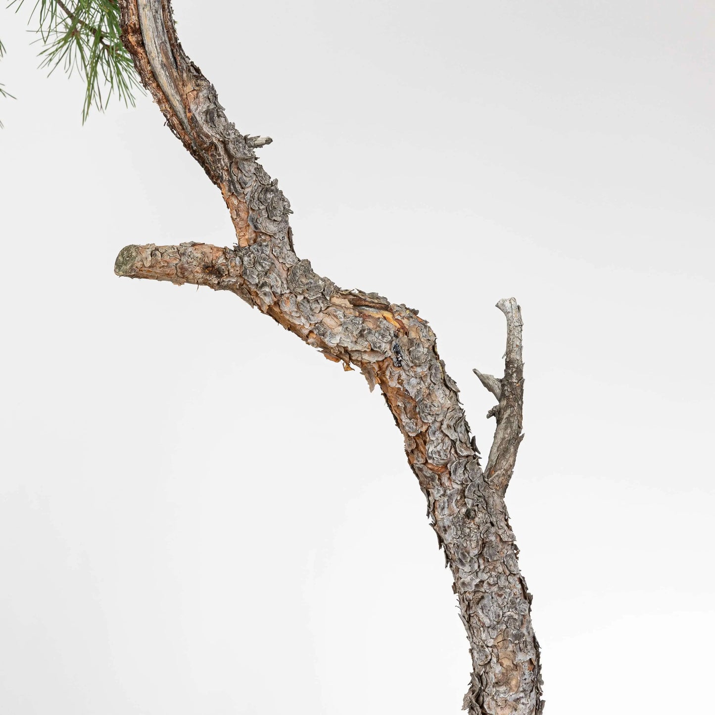 Detalle de tronco donde se observa corteza anaranjada, sharis y jin.