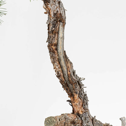 Detalle de bonito shari en pino silvestre con corteza en escama.