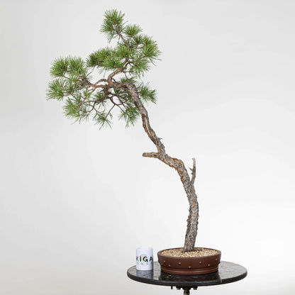 Frente de bonsai de pino silvestre con compartiva de tamaña con una taza al lado izquierdo de la maceta la cula se puede leer Ikigai.