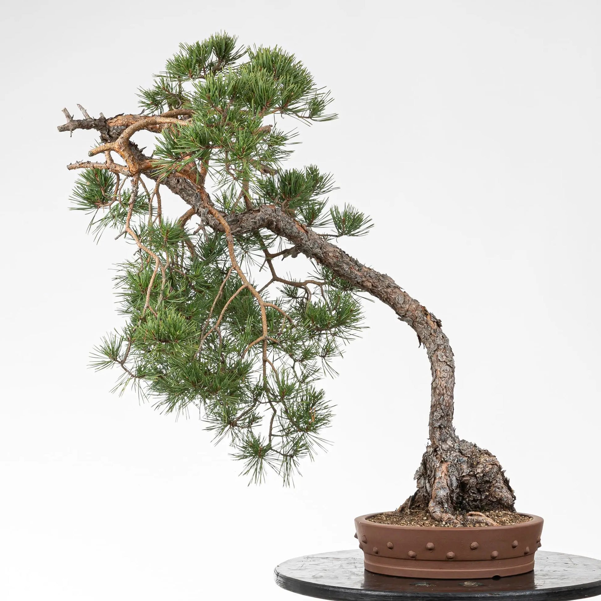 Bonsai yamadori de pino silvestre estilo bunjin y tamaño dai, en una maceta de tambor china yixing
