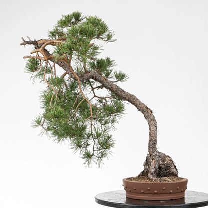 Bonsai yamadori de pino silvestre estilo bunjin y tamaño dai, en una maceta de tambor china yixing