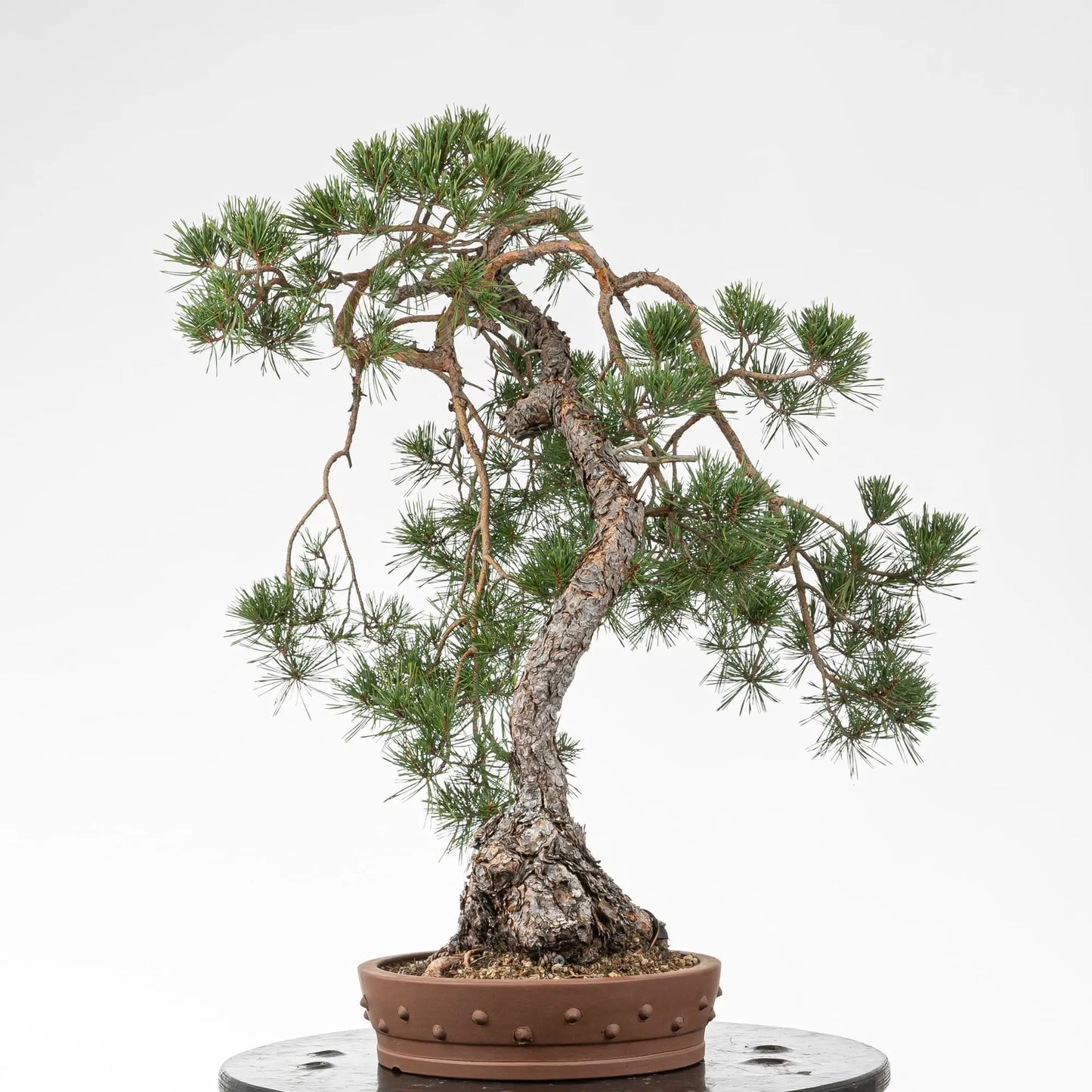 Cara derecha de bonsai de pino silvestre