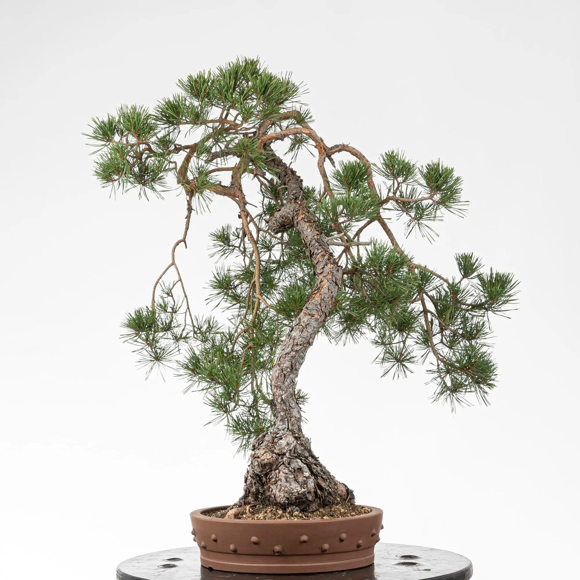Cara derecha de bonsai de pino silvestre
