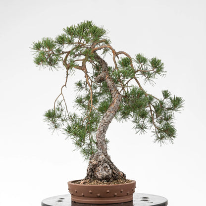 Cara derecha de bonsai de pino silvestre