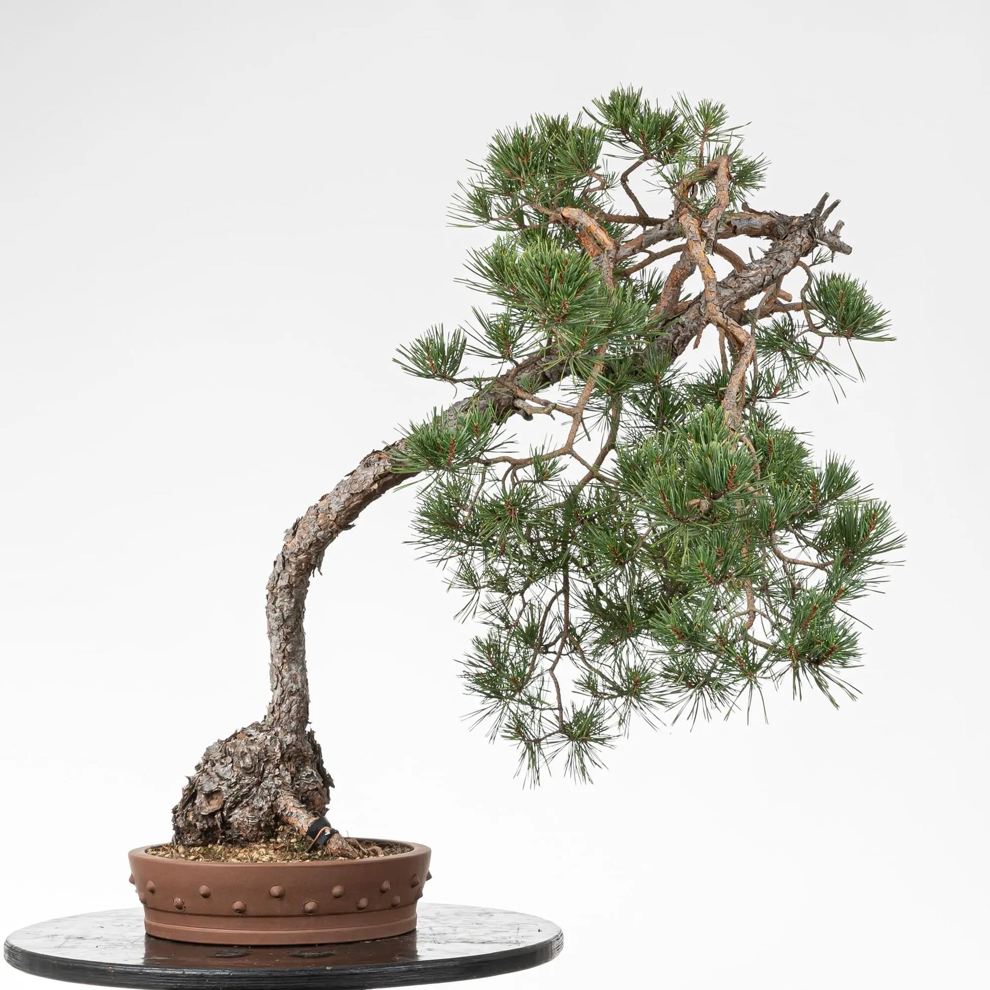 Cara trasera de bonsai de pinus sylvestris