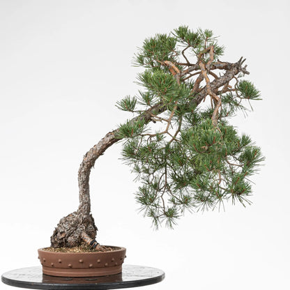 Cara trasera de bonsai de pinus sylvestris