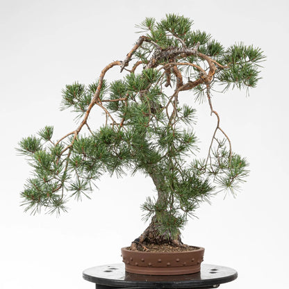 Cara izquierda de bonsai de pino silvestre