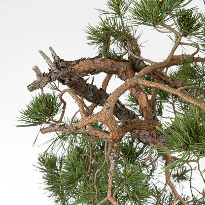 Detalle de ramas de bonsai de pino silvestre