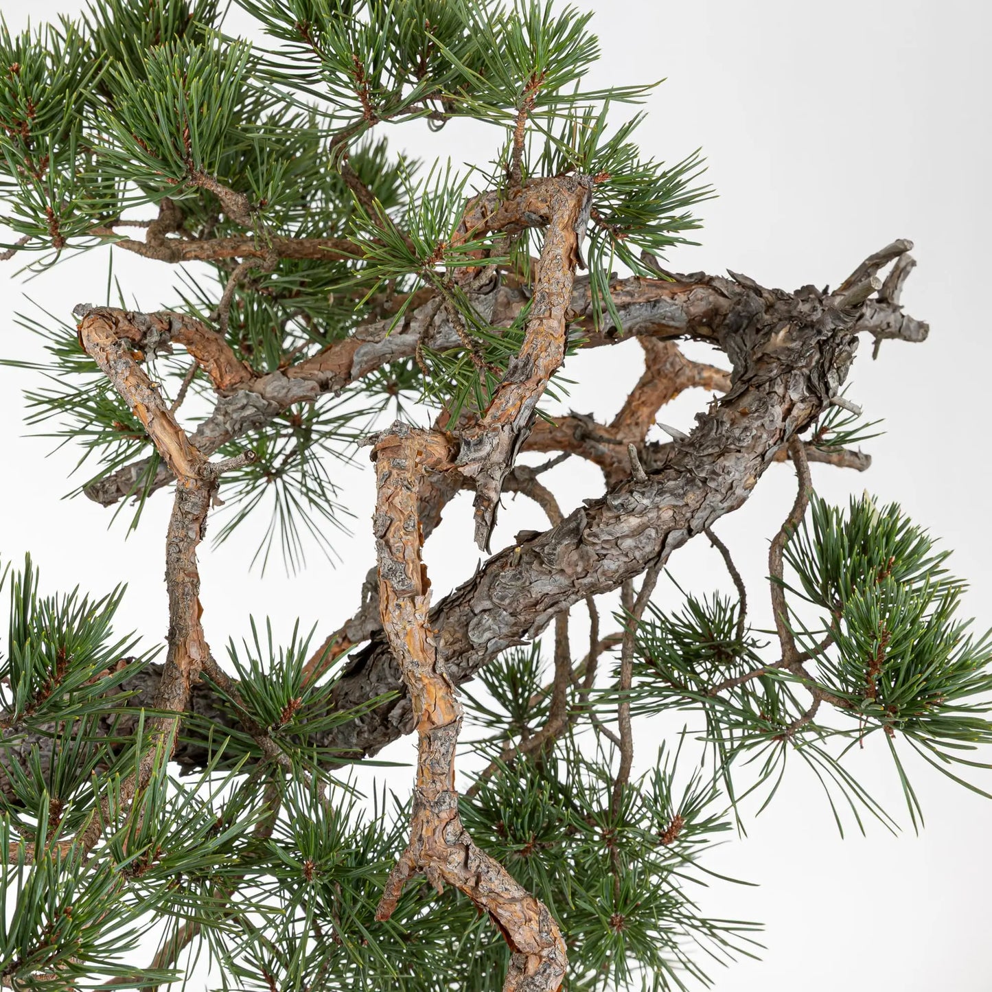 Detalle de codo de bonsai de pino silvestre