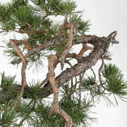 Detalle de codo de bonsai de pino silvestre