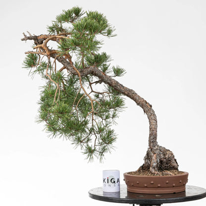 Comparativa de tamaño de bonsai de pino silvestre con una taza de café de la tienda ikigai bonsai.
