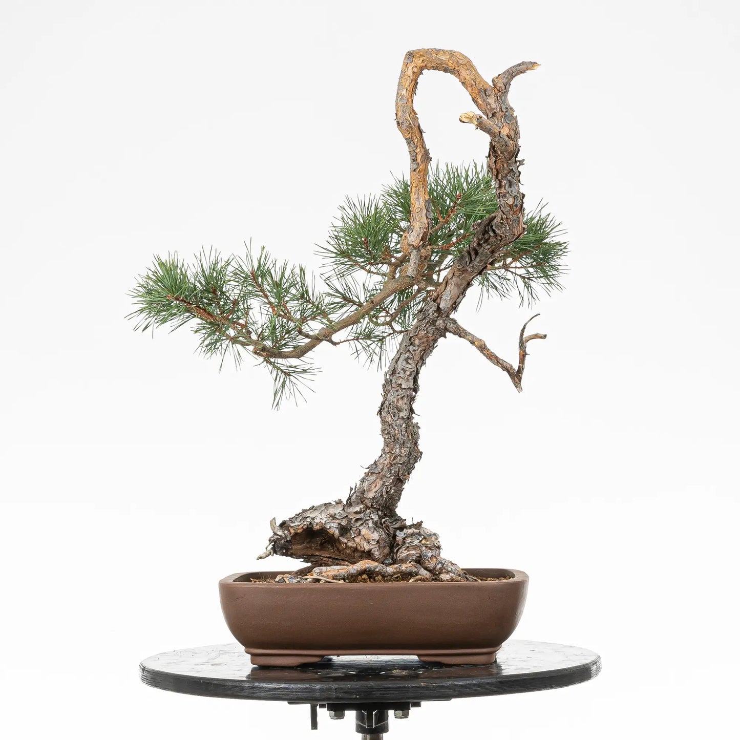 Bonsai yamadori de pinus sylvestris en estilo bunjin y tamaño dai.