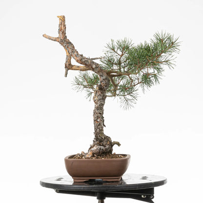 Cara derecha de bonsai yamadori de pino silvestre