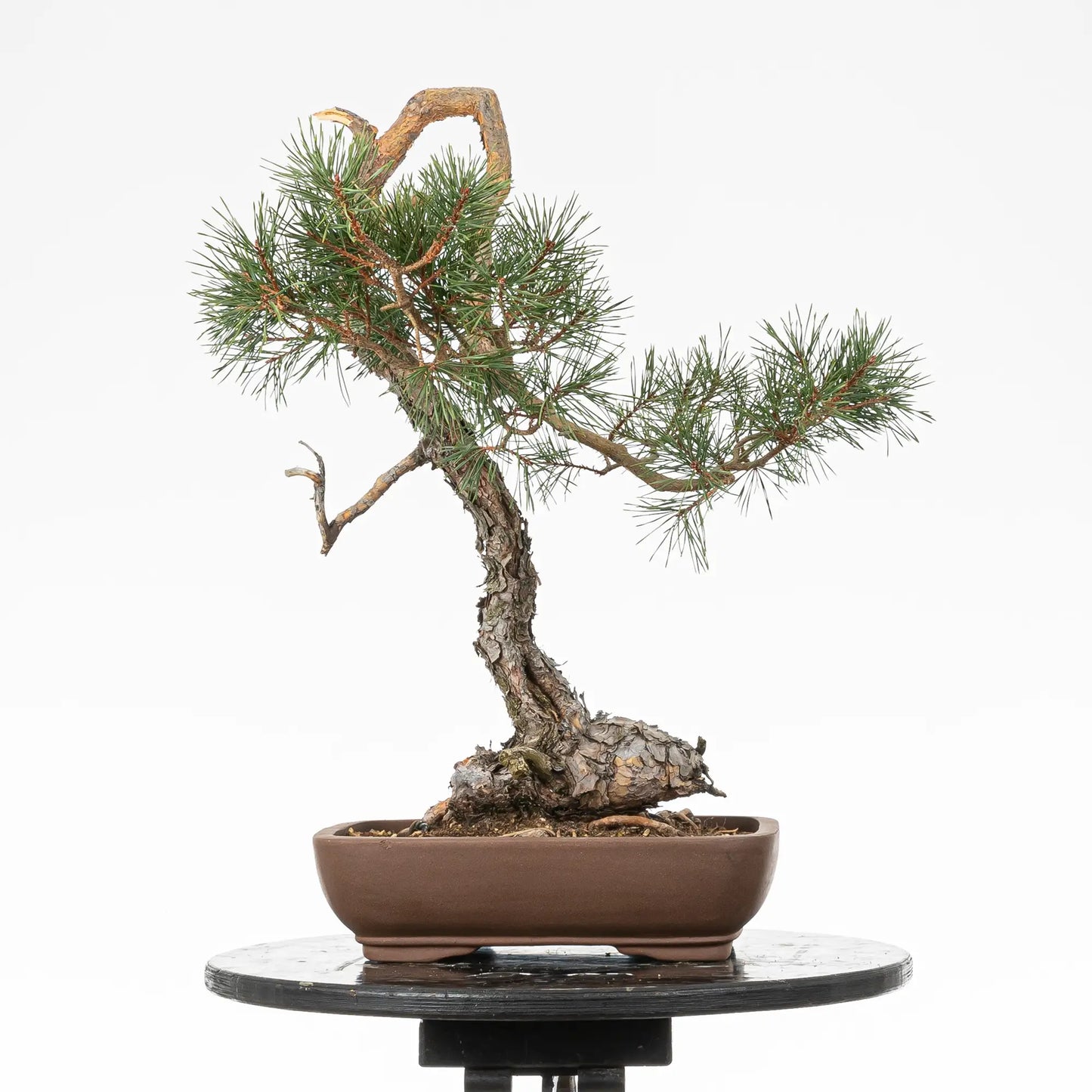 Cara trasera de bonsai yamadori de pino silvestre