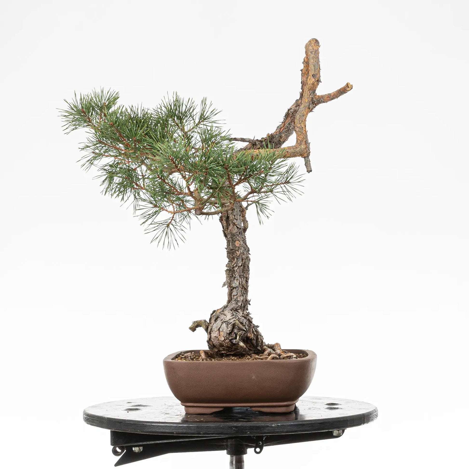 Cara izquierda de bonsai yamadori de pino silvestre