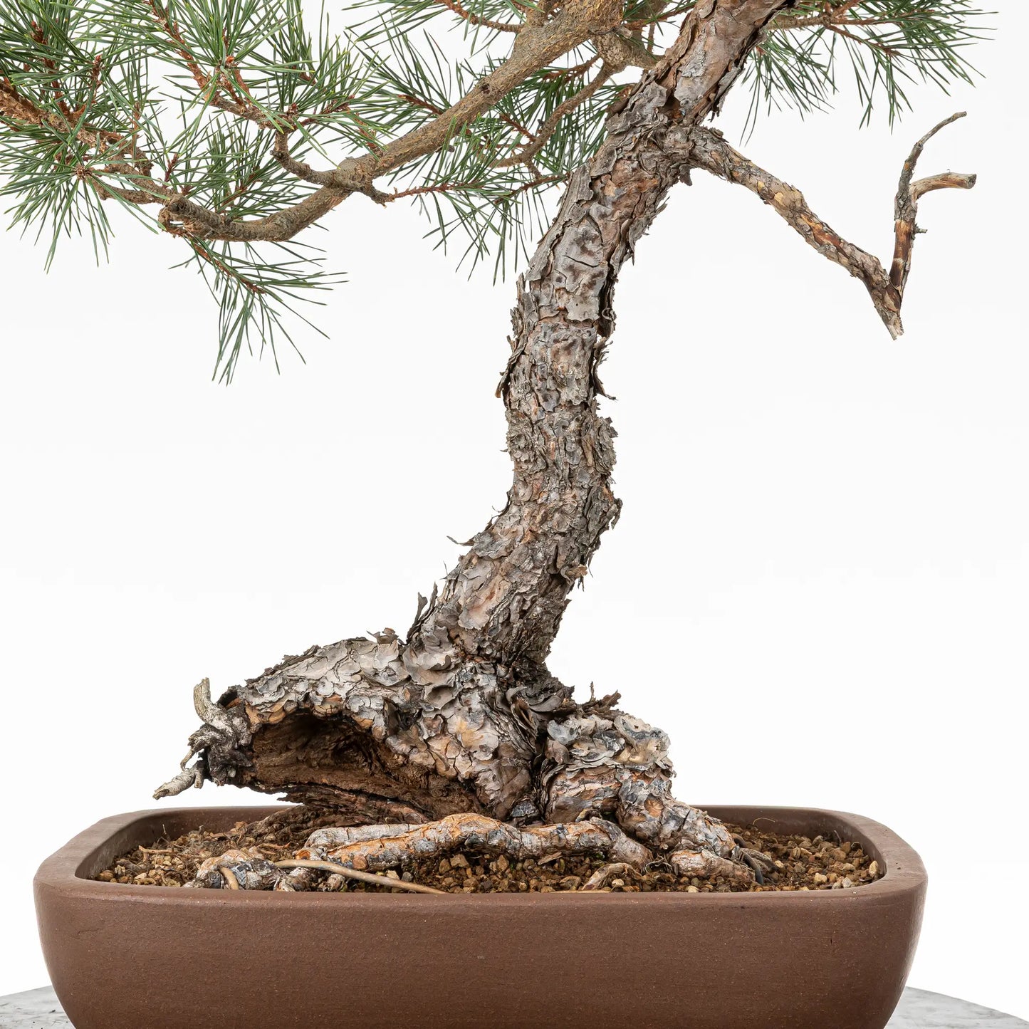 Detalle de nebari y tronco de bonsai yamadori de pino silvestre