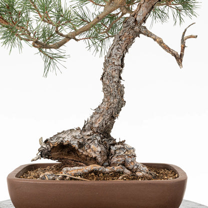 Detalle de nebari y tronco de bonsai yamadori de pino silvestre