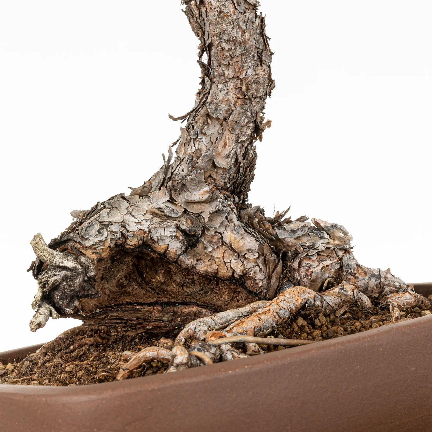 Detalle de shari y nebari de bonsai yamadori