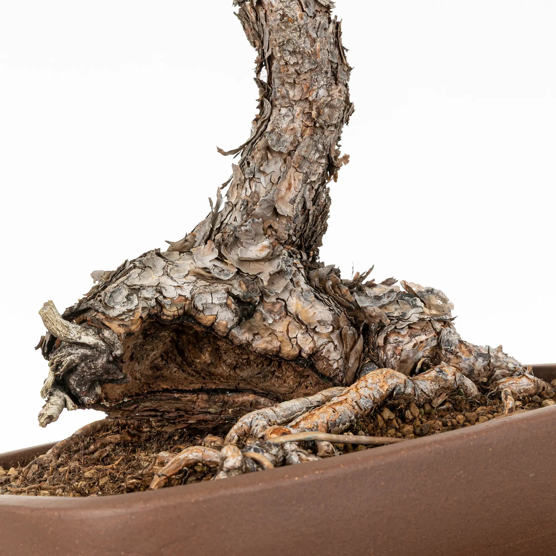 Detalle de shari y nebari de bonsai yamadori