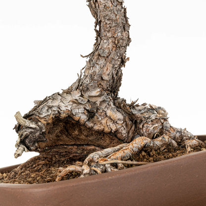 Detalle de shari y nebari de bonsai yamadori