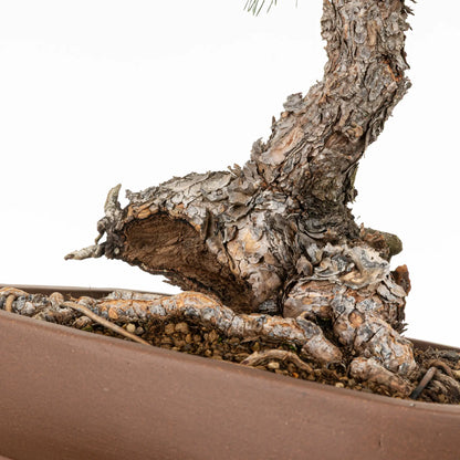 Detalle de shari de nebari