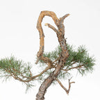 Detalle de tronco, curvas y corteza anaranjada de bonsai yamadori de pino silvestris