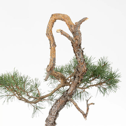 Detalle de tronco, curvas y corteza anaranjada de bonsai yamadori de pino silvestris