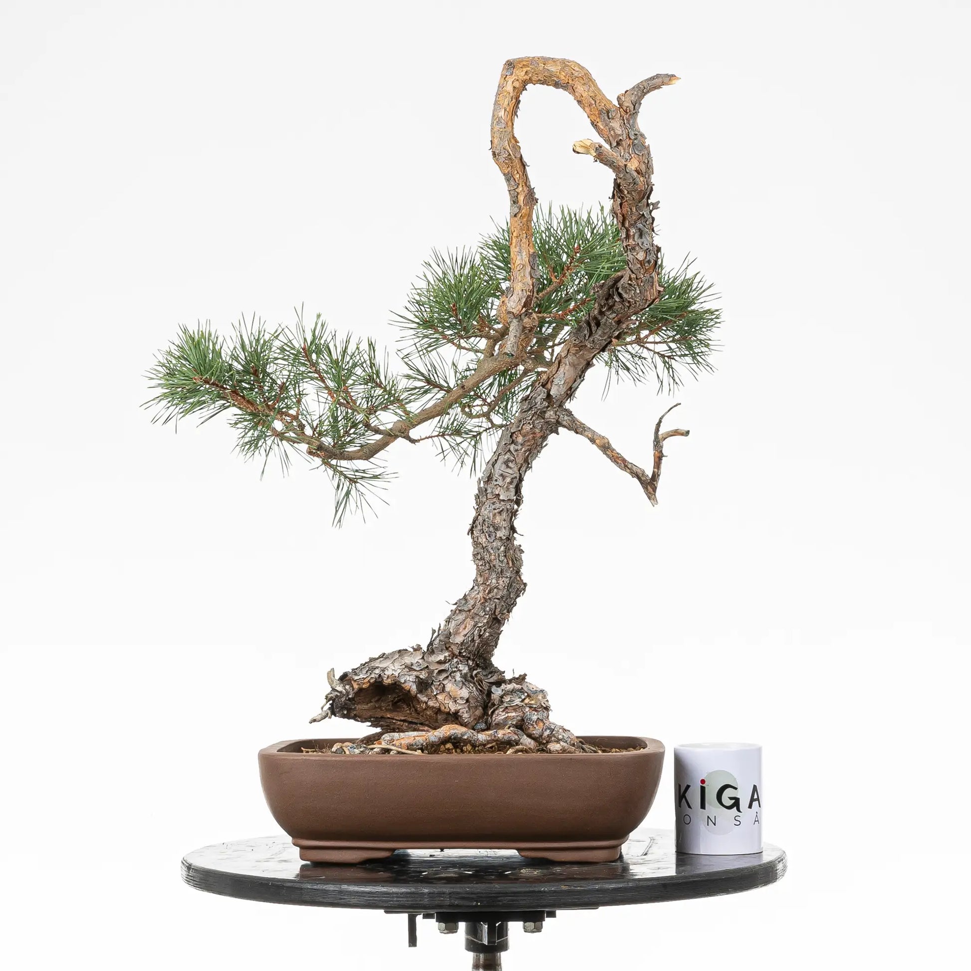Comparativa de tamaño de bonsai yamadori de pino silvestris con una taza de café de la tienda ikigai bonsai