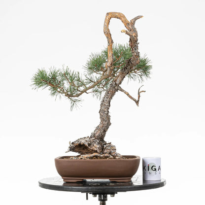 Comparativa de tamaño de bonsai yamadori de pino silvestris con una taza de café de la tienda ikigai bonsai