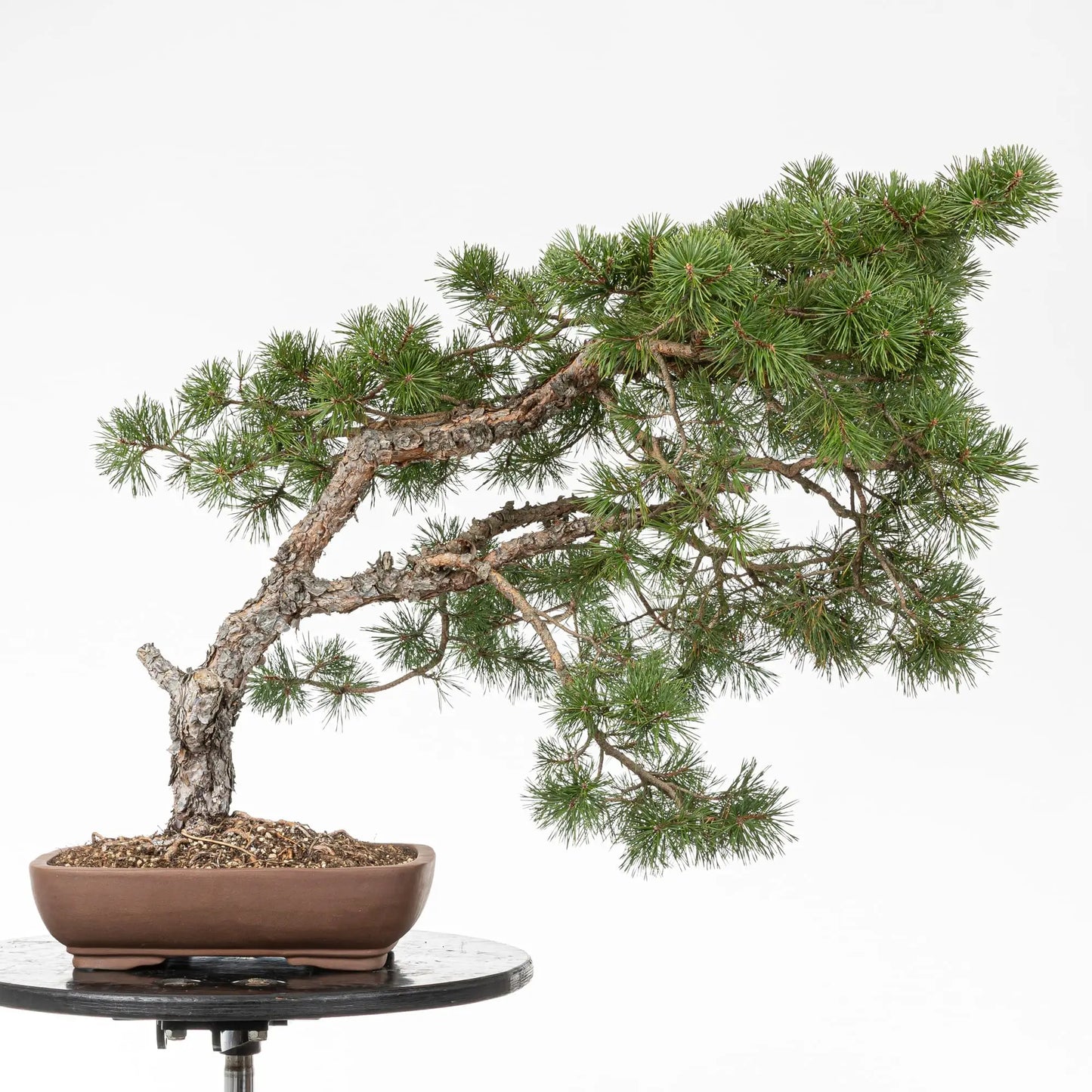 Bonsai yamadori de pino silvestre tamaño dai y estilo moyogi