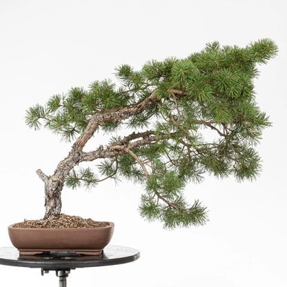 Bonsai yamadori de pino silvestre tamaño dai y estilo moyogi