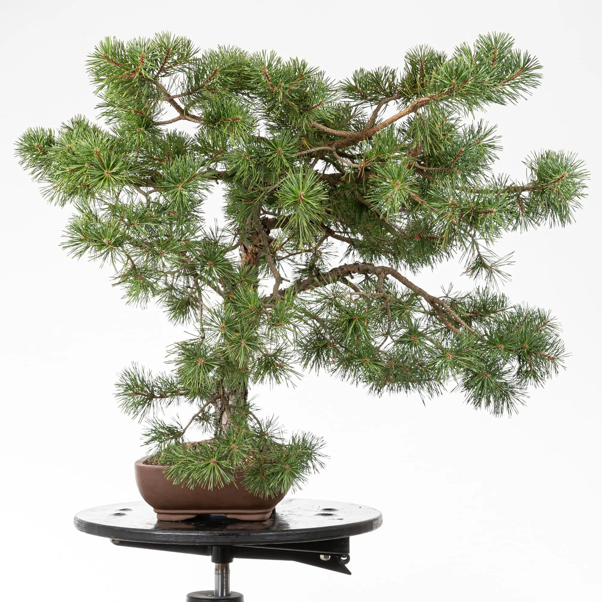 Cara izquierda de bonsai de pino silvestre